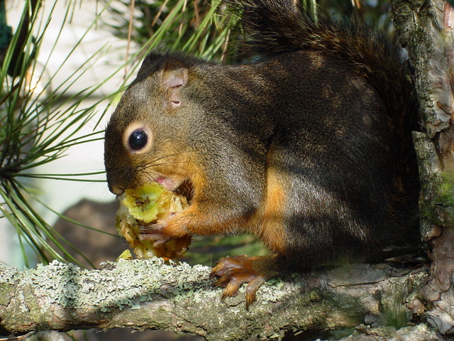 Red Squirrel
 - squirrel; 