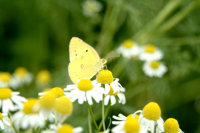 DSCF3347 - 노랑나비; Colias erate; Eastern Pale Clouded Yellow; German chamomile; 