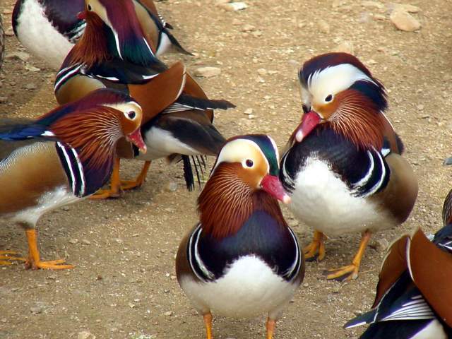 Mandarin Ducks (<i>Aix sponsa</i>) | 원앙 무리 - Aix sponsa; 원앙; Mandarin Duck; 