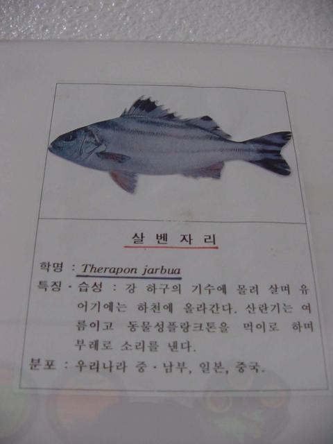 살벤자리(<i>Therapon jarbua</i>, Saltwater Zebrafish, Targetfish)

