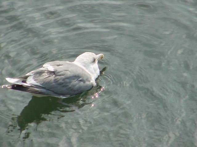 갈매기(Gull)
 - 갈매기; Gull; 