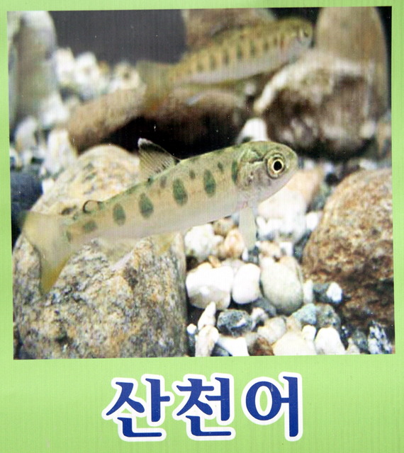 DSCF3368 - 민물고기; 산천어; Oncorhynchus masou masou; 