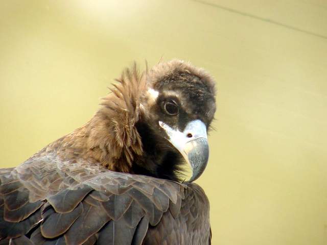 Eurasian black vulture (Cinereous vulture) | 독수리