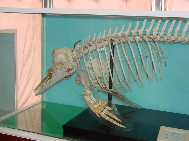 큰돌고래의 골격(skeleton of bottlenosed dolphin)