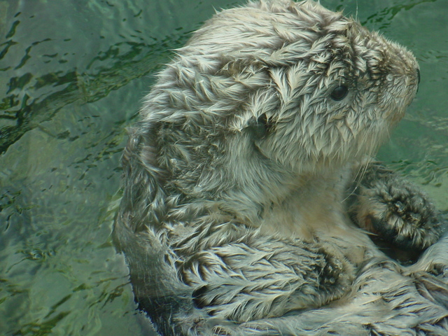 Sea Otter - sea otter; Enhydra lutris; 