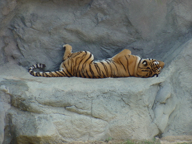 시베리아호랑이(Siberian Tiger)
 - 호랑이; 시베리아호랑이; 
