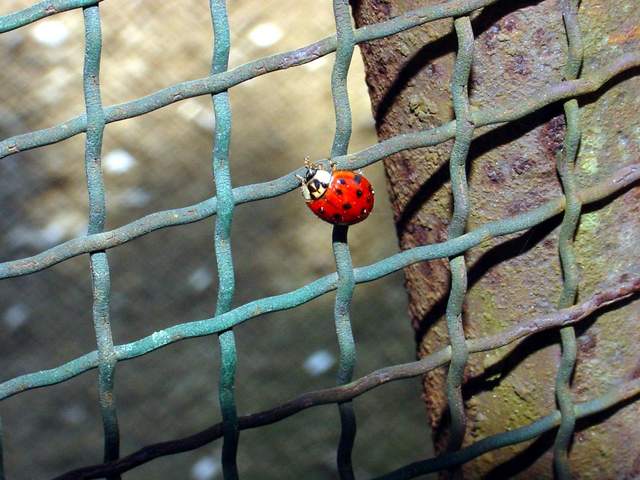 Ladybug | 무당벌레 - 무당벌레; 