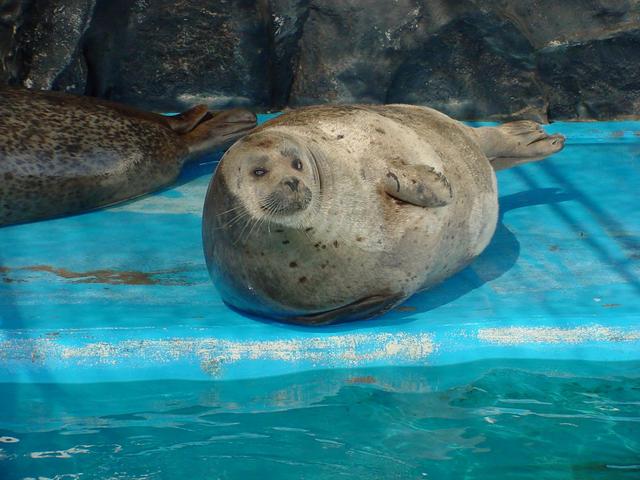 참깨점박이바다표범(Harbor Seal, <i>Phoca vitulina</i>)
