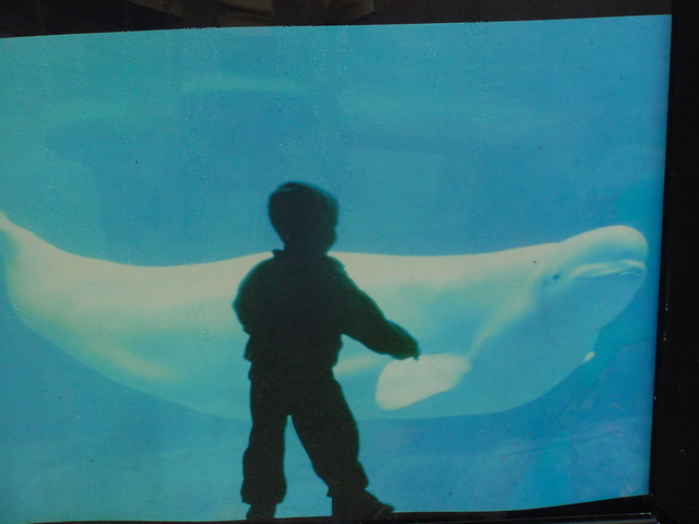 Beluga Poster at Vancouver Aquarium - beluga; white whale; Delphinapterus leucas; 흰고래; 