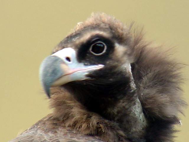 Eurasian black vulture (Cinereous vulture) | 독수리