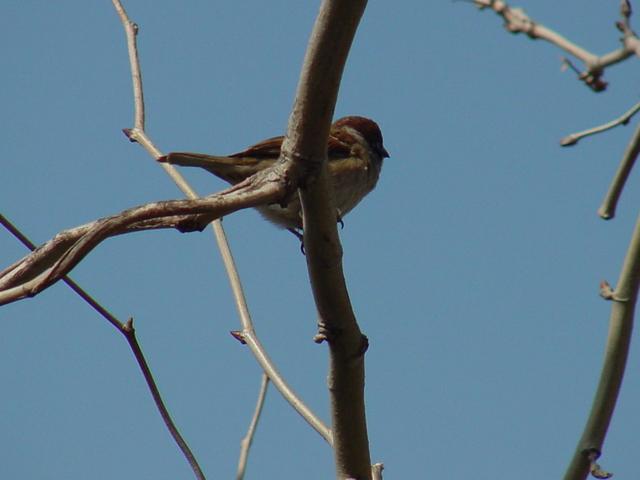 참새(tree sparrow)
