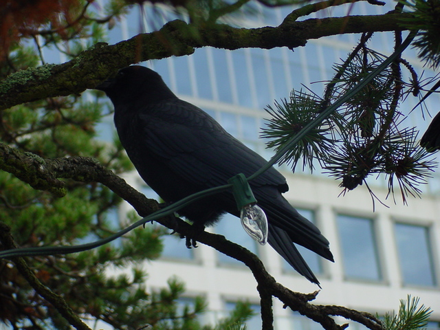DSC00088 - common raven; 