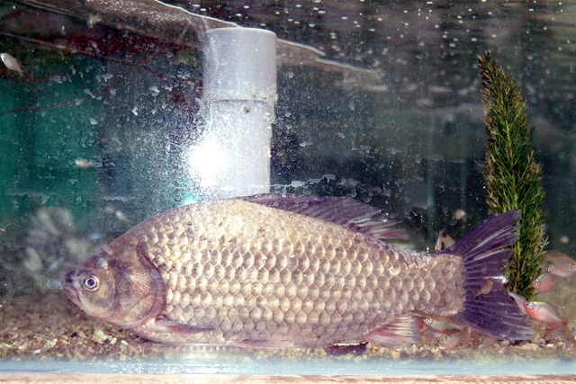 DSCF3415 - 민물고기; 붕어; Carassius carassius; 
