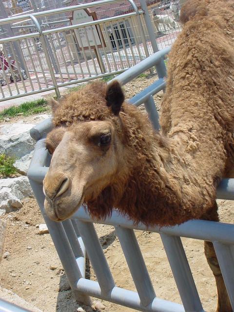 단봉낙타(Dromedary Camel) - 낙타; 단봉낙타; Dromedary camel; 