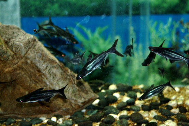 DSCF3411 - Iridescent Shark; Pangasius hypophthalmus; sutchi catfish; 가이앙; 가이양; 