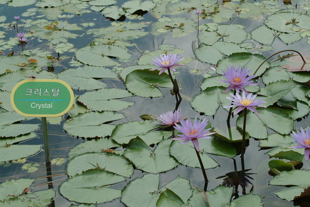 DSCF7186 - 수련; 크리스탈; Nymphaea \'Crystal\'; 연꽃; 