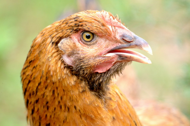 닭 - 닭; Gallus gallus domesticus; bird; face; animal; chicken; 