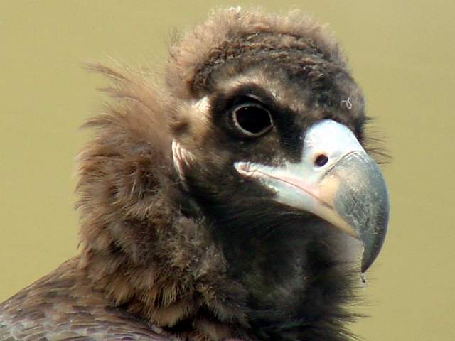 Eurasian black vulture (Cinereous vulture) | 독수리