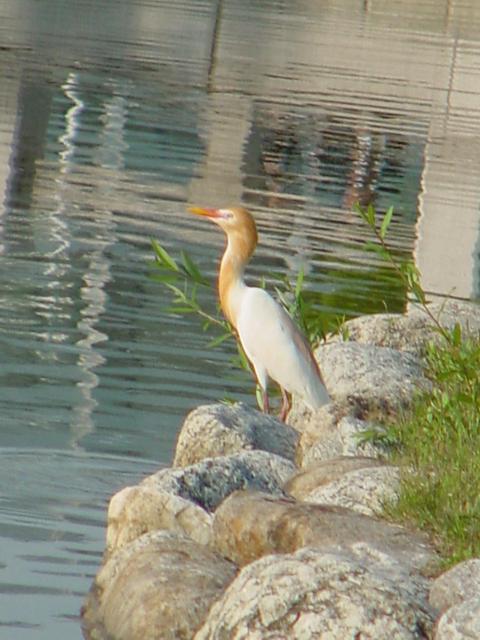 황로(Cattle Egret) - 황로; cattle egret; 