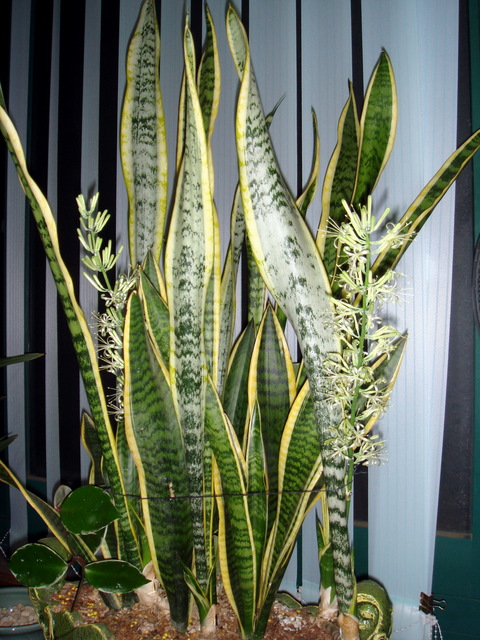 산세베리아꽃 - 산세베리아; Sansevieria trifasciata; 호랑이꼬리; 천세란; 千歲蘭; snake plant; 