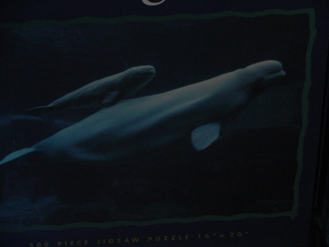Beluga Poster
 - beluga; white whale; Delphinapterus leucas; 