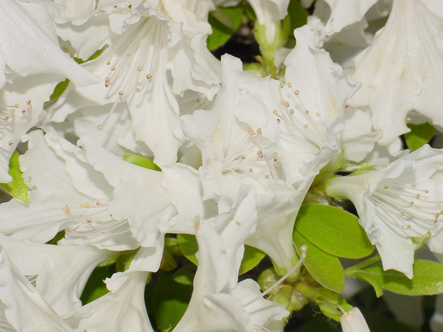 꽃
 - 철쭉; 흰꽃; 