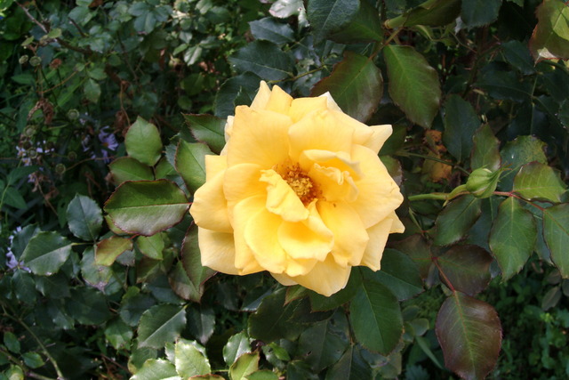 DSCF4175 - 꽃; 장미; yellow rose; 