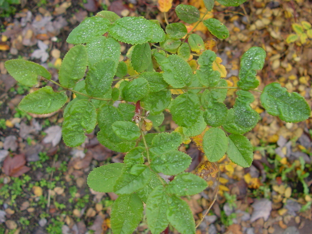 Landscape
 - leaves; dew; 