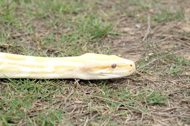 DSCF3316 - Burmese Python; Python molurus bivittatus; 버마비단뱀; 백화형; 