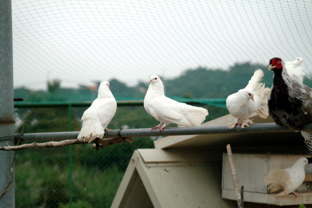 DSCF3426 - 공작비둘기; Columba livia var. domestica; rock dove; pigeons; 