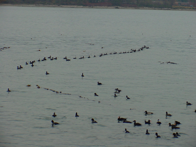 Barrow\'s Goldeneyes, Shovelers, and Eiders
