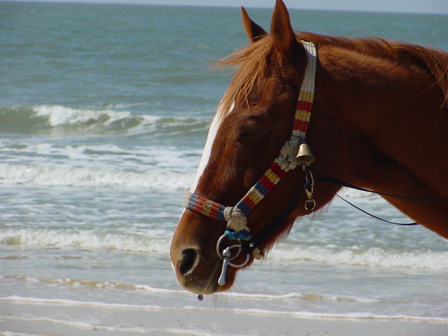 해변의 말 - 대천해수욕장; 말; horse; 