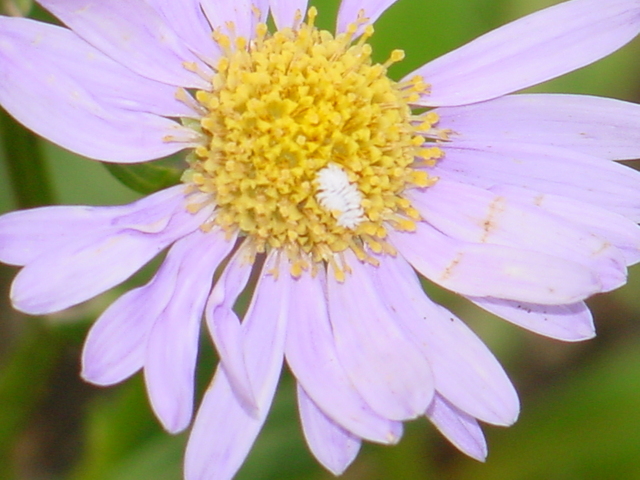 꽃위의 하얀 벌레
 - 먼지벌레; 꽃; 