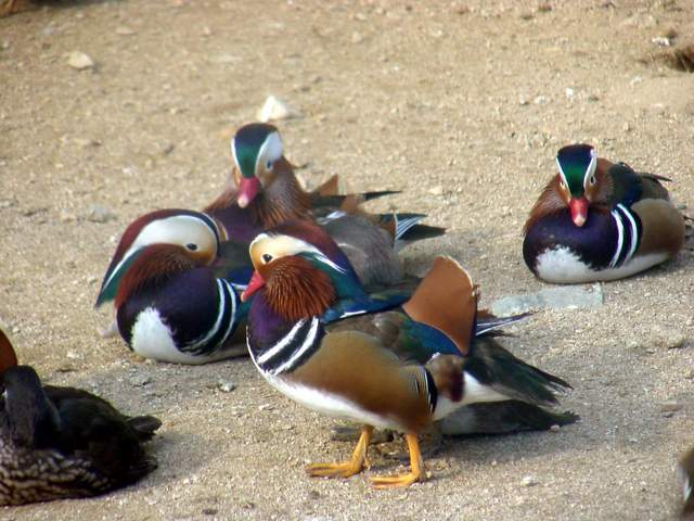 Mandarin Ducks (Aix sponsa) | 원앙 무리