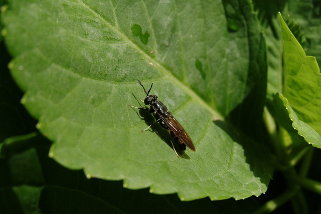 DSCF4164 - 곤충; 