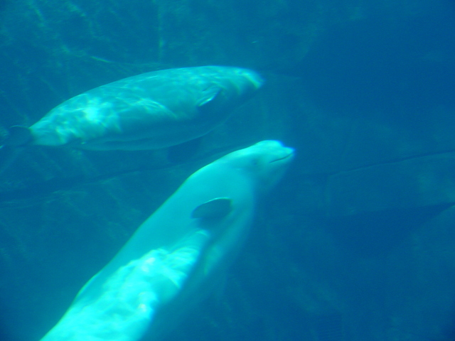 Beluga Whales
 - beluga; white whale; Delphinapterus leucas; 흰고래; 