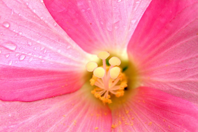DSCF3515 - 꽃; 꽃잎; 수술; 무궁화; 무궁화 꽃; 분홍색 꽃; 