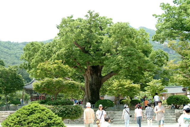 DSCF2934 - 느티나무; 노거수; 내소사; 