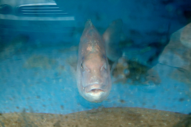 DSCF6331 - 물고기; 돔; 