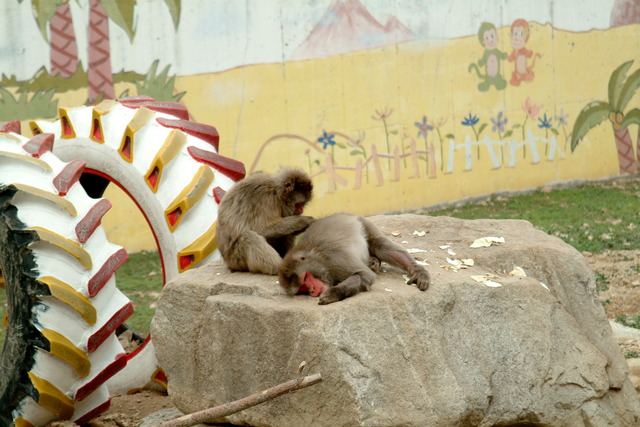 DSCF3416 - 일본원숭이; Japanese Macaque; Snow Monkey; Macaca fuscata; monkeys; monkey; 