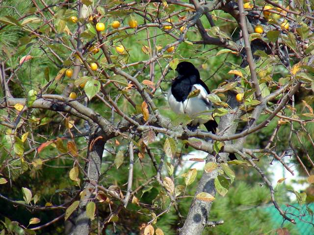 Black-billed Magpie | 까치 - 까치; Korean magpie; 