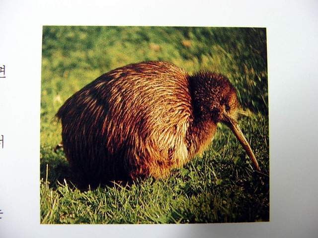 Brown Kiwi | 갈색키위새 - 키위; 