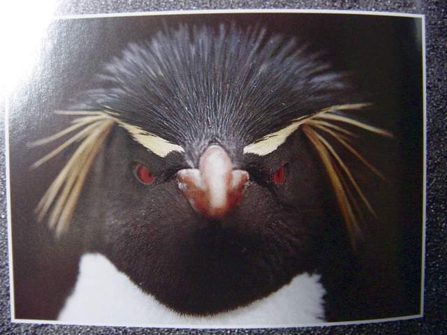 Yellow-eyed Penguin | 노란눈썹펭귄 - 펭귄; 