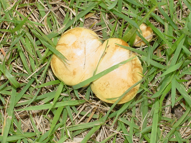 잔디밭의 노란색 버섯
 - 버섯; 