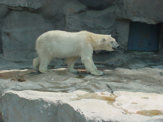 북극곰/흰곰(Polar Bear)
