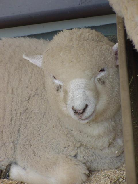 면양(Sheep)
 - 양; 면양; 