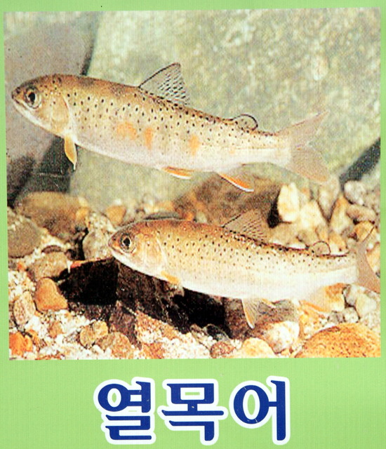DSCF3367 - 민물고기; 열목어; Brachymystax lenok; 