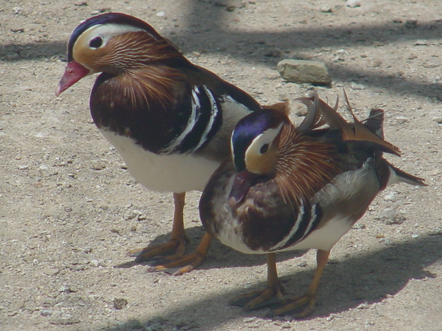 원앙(Mandarin Ducks) - 원앙; mandarin ducks; Mandarin Duck; Aix galericulata; 
