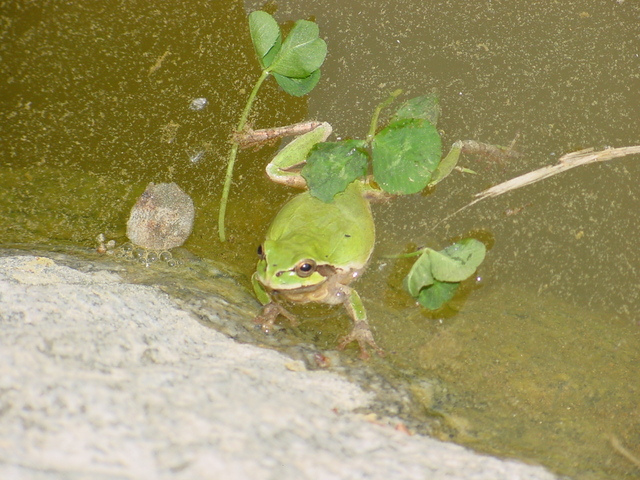 청개구리(Far Eastern Tree Frog) - 청개구리; Hyla japonica; 개구리; 