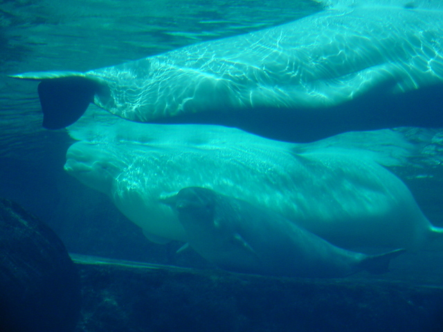 Beluga Whales
 - beluga; white whales; Delphinapterus leucas; 